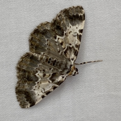 Rhuma subaurata (A Geometer moth) at Jerrabomberra, NSW - 15 Jan 2023 by SteveBorkowskis