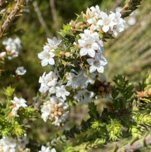 Epacris breviflora at Paddys River, ACT - 27 Dec 2022