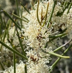 Hakea microcarpa (Small-fruit Hakea) at Paddys River, ACT - 26 Dec 2022 by Ned_Johnston