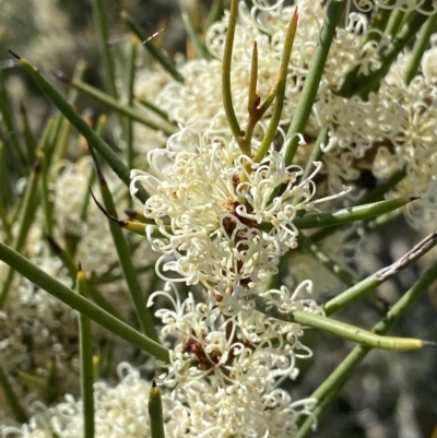Hakea microcarpa (Small-fruit Hakea) at Paddys River, ACT - 27 Dec 2022 by NedJohnston