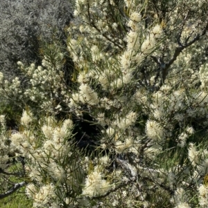 Hakea microcarpa at Paddys River, ACT - 27 Dec 2022 09:31 AM