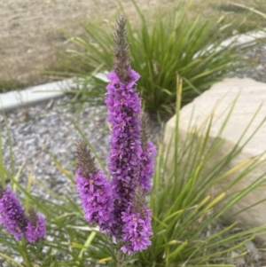 Lythrum salicaria at Belconnen, ACT - 15 Jan 2023 10:16 AM