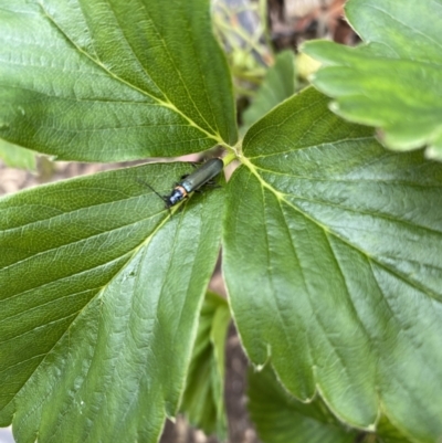 Chauliognathus lugubris (Plague Soldier Beetle) at Wamboin, NSW - 22 Nov 2022 by natureguy
