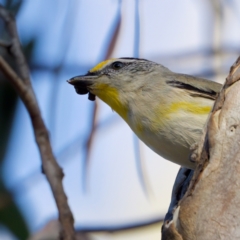 Pardalotus striatus (Striated Pardalote) at Forde, ACT - 10 Jan 2023 by KorinneM