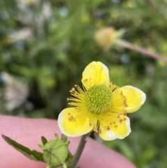 Geum urbanum (Herb Bennet) at Namadgi National Park - 14 Jan 2023 by Ned_Johnston