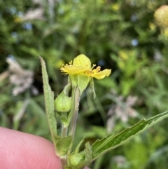 Geum urbanum at Rendezvous Creek, ACT - 14 Jan 2023 02:38 PM