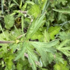 Geum urbanum at Rendezvous Creek, ACT - 14 Jan 2023 02:38 PM