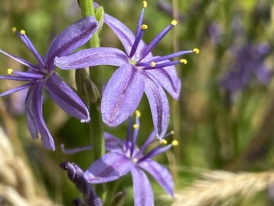 Caesia calliantha (Blue Grass-lily) at Rendezvous Creek, ACT - 14 Jan 2023 by NedJohnston