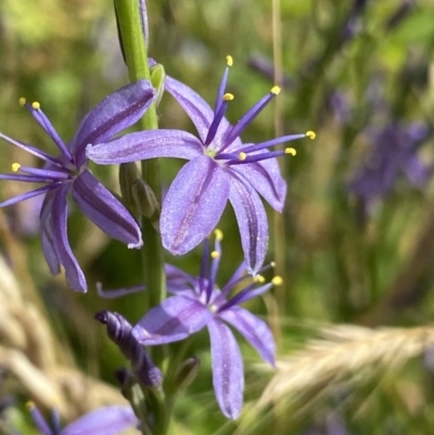 Caesia calliantha (Blue Grass-lily) at Namadgi National Park - 14 Jan 2023 by NedJohnston