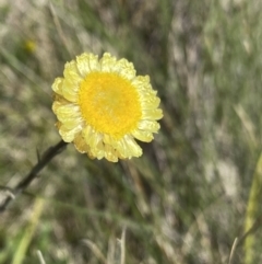 Coronidium gunnianum (Gunn's Everlasting) at Mount Clear, ACT - 14 Jan 2023 by NedJohnston