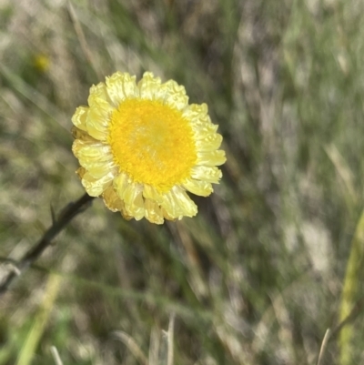 Coronidium gunnianum (Gunn's Everlasting) at Namadgi National Park - 14 Jan 2023 by Ned_Johnston