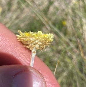 Coronidium gunnianum at Mount Clear, ACT - 14 Jan 2023