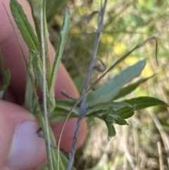 Coronidium gunnianum at Mount Clear, ACT - 14 Jan 2023