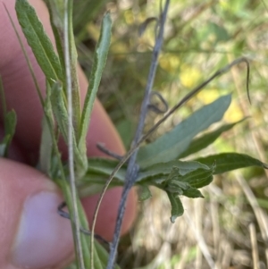 Coronidium gunnianum at Mount Clear, ACT - 14 Jan 2023