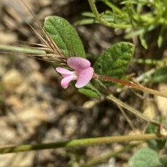 Pullenia gunnii (A Tick-Trefoil) at Mount Clear, ACT - 14 Jan 2023 by NedJohnston