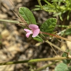 Pullenia gunnii (A Tick-Trefoil) at Mount Clear, ACT - 14 Jan 2023 by NedJohnston