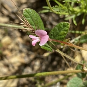 Pullenia gunnii at Mount Clear, ACT - 14 Jan 2023 12:41 PM