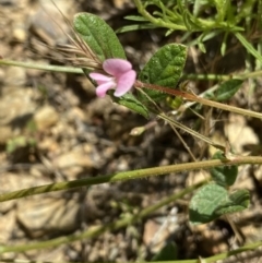 Pullenia gunnii at Mount Clear, ACT - 14 Jan 2023 12:41 PM