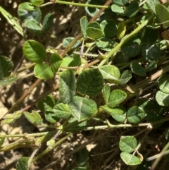 Pullenia gunnii at Mount Clear, ACT - 14 Jan 2023 12:41 PM