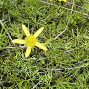 Ranunculus inundatus at Mount Clear, ACT - 14 Jan 2023