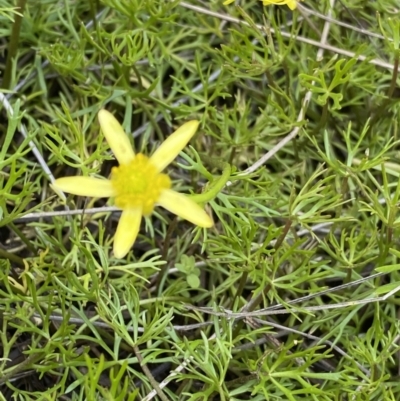 Ranunculus inundatus (River Buttercup) at Namadgi National Park - 14 Jan 2023 by Ned_Johnston