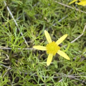 Ranunculus inundatus at Mount Clear, ACT - 14 Jan 2023 12:36 PM