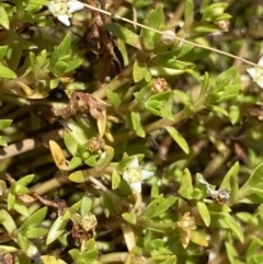 Crassula helmsii (Swamp Stonecrop) at Mount Clear, ACT - 14 Jan 2023 by Ned_Johnston