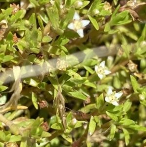 Crassula helmsii at Mount Clear, ACT - 14 Jan 2023 12:33 PM