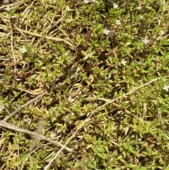 Crassula helmsii at Mount Clear, ACT - 14 Jan 2023 12:33 PM