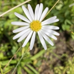 Brachyscome radicans (Marsh Daisy) at Mount Clear, ACT - 14 Jan 2023 by NedJohnston