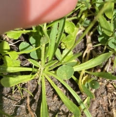 Brachyscome radicans at Mount Clear, ACT - 14 Jan 2023