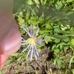 Brachyscome radicans at Mount Clear, ACT - 14 Jan 2023