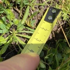 Brachyscome radicans at Mount Clear, ACT - 14 Jan 2023