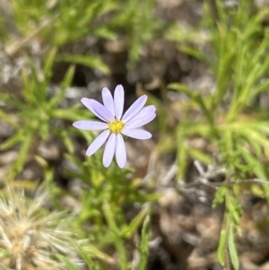 Vittadinia muelleri at Mount Clear, ACT - 14 Jan 2023 11:11 AM