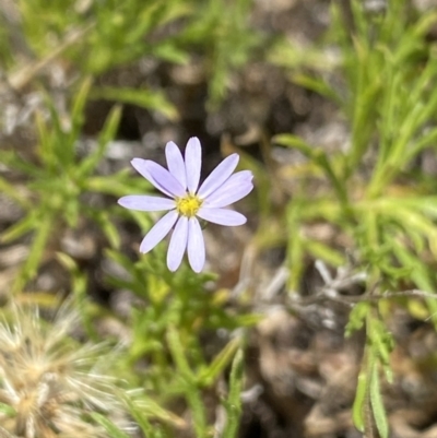 Vittadinia muelleri (Narrow-leafed New Holland Daisy) at Mount Clear, ACT - 14 Jan 2023 by NedJohnston