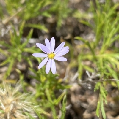 Vittadinia muelleri (Narrow-leafed New Holland Daisy) at Namadgi National Park - 14 Jan 2023 by Ned_Johnston