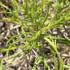 Vittadinia muelleri at Mount Clear, ACT - 14 Jan 2023