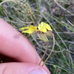 Goodenia paradoxa at Booth, ACT - 14 Jan 2023 10:16 AM