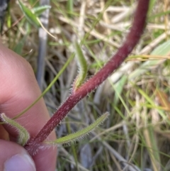 Picris angustifolia subsp. merxmuelleri at Booth, ACT - 14 Jan 2023 09:45 AM