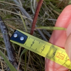 Picris angustifolia subsp. merxmuelleri at Booth, ACT - 14 Jan 2023 09:45 AM