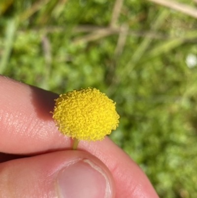 Craspedia variabilis (Common Billy Buttons) at Booth, ACT - 14 Jan 2023 by NedJohnston