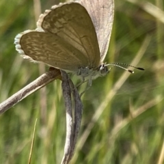 Zizina otis (Common Grass-Blue) at Booth, ACT - 14 Jan 2023 by NedJohnston