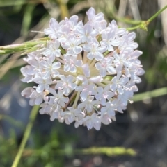 Trachymene humilis subsp. humilis (Alpine Trachymene) at Booth, ACT - 14 Jan 2023 by NedJohnston