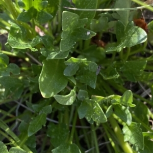 Trachymene humilis subsp. humilis at Booth, ACT - 14 Jan 2023