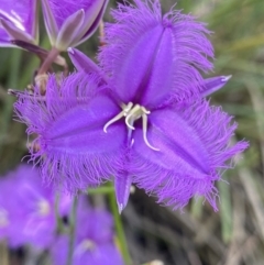 Thysanotus tuberosus (Common Fringe-lily) at Bruce, ACT - 26 Dec 2022 by NedJohnston