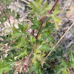 Grevillea ramosissima subsp. ramosissima at Acton, ACT - 19 Dec 2022