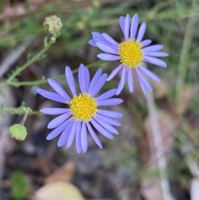 Brachyscome rigidula (Hairy Cut-leaf Daisy) at Bruce, ACT - 29 Dec 2022 by NedJohnston
