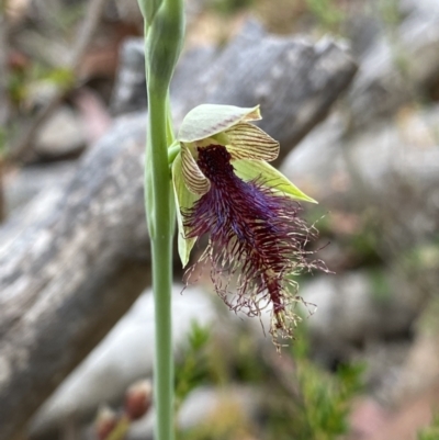 Calochilus therophilus (Late Beard Orchid) at Acton, ACT - 29 Dec 2022 by Ned_Johnston