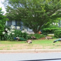 Pavo cristatus at Narrabundah, ACT - 15 Jan 2023