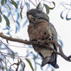 Callocephalon fimbriatum at Acton, ACT - suppressed